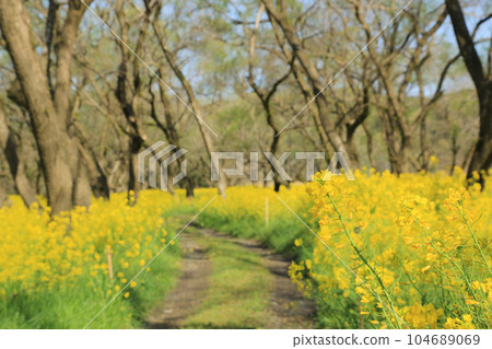 高知縣四萬十市 四萬十川油菜花林 104689069