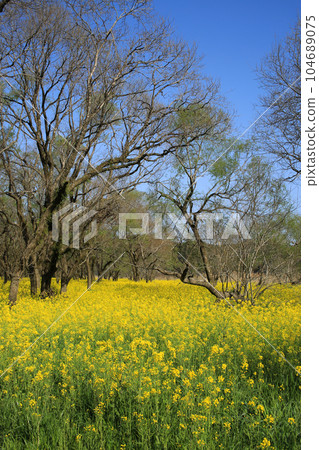 高知縣四萬十市 四萬十川油菜花林 104689075