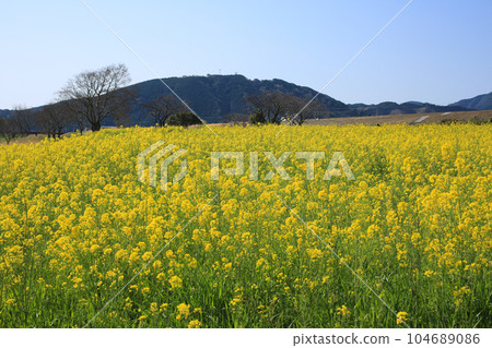 Shimanto City, Kochi Prefecture Shimanto River Nanohana Forest Shimanto City, Kochi Prefecture Shimanto River Nanohana Forest 104689086