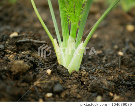 Fennel Foeniculum vulgare close-up bulb harvest stalks detail green bio leaves field, white stemmed fresh harvesting, leaf stem grown, garden farm farming ripe, vegetable closeup farmer growing spice 104689089