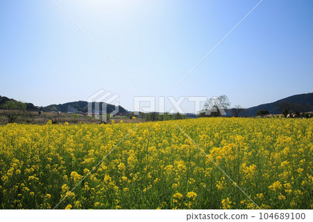 高知縣四萬十市 四萬十川油菜花林 104689100
