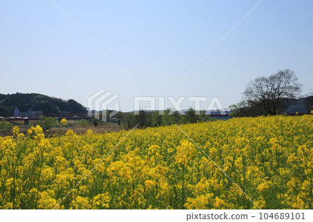 高知縣四萬十市 四萬十川油菜花林 高知縣四萬十市 四萬十川油菜花林 104689101