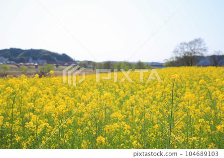 高知縣四萬十市 四萬十川油菜花林 高知縣四萬十市 四萬十川油菜花林 104689103