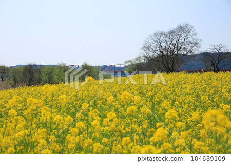 Shimanto City, Kochi Prefecture Shimanto River Nanohana Forest Shimanto City, Kochi Prefecture Shimanto River Nanohana Forest 104689109