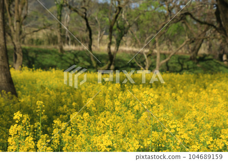 高知縣四萬十市 四萬十川油菜花林 104689159