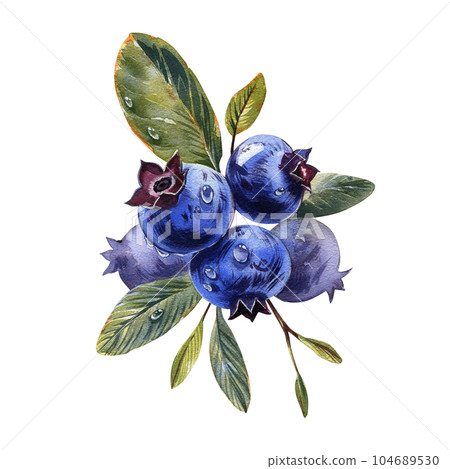 Set ripe blueberry with leaves isolated on white background. Watercolor hand drawn botanic illustration. Art for design 104689530