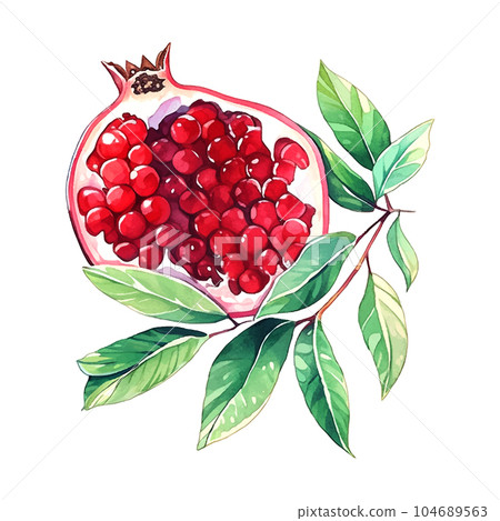 Pomegranate watercolor on white background. Isolated vector element. Sweet food. 104689563