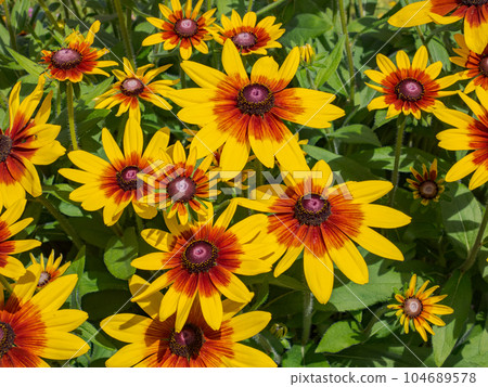 在晴天綻放的金光菊 [Rudbeckia Sambeckia Mia] 104689578