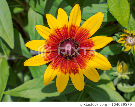 在晴天綻放的金光菊 [Rudbeckia Sambeckia Mia] 104689579