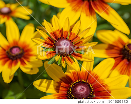 Rudbeckia that blooms on a sunny day [Rudbeckia Sambeckia Mia] 104689580