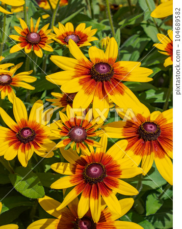 在晴天綻放的金光菊 [Rudbeckia Sambeckia Mia] 104689582