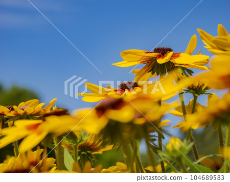 夏日藍天與金光菊 [Rudbeckia Sanbekia Mia] 104689583