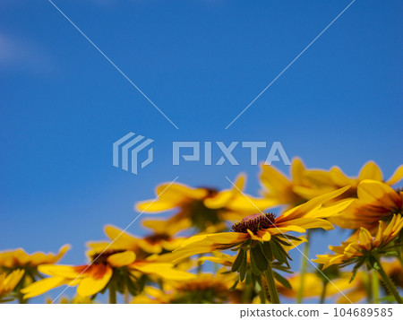夏日藍天與金光菊 [Rudbeckia Sanbekia Mia] 104689585