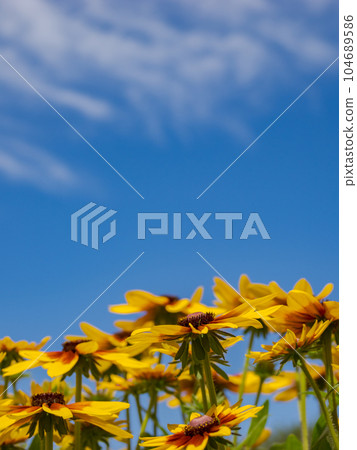 夏日藍天與金光菊 [Rudbeckia Sanbekia Mia] 104689586