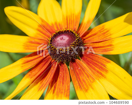 在晴天綻放的金光菊 [Rudbeckia Sambeckia Mia] 104689590