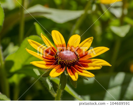 Rudbeckia that blooms on a sunny day [Rudbeckia Sambeckia Mia] 104689591