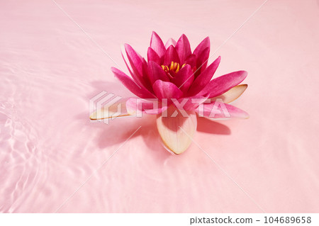 A beautiful pink waterlily or lotus flower in pink water. Spa and cosmetic concept background 104689658