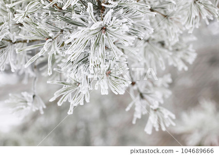 Winter Background. Frozen Christmas Tree and blurred Snow. 104689666