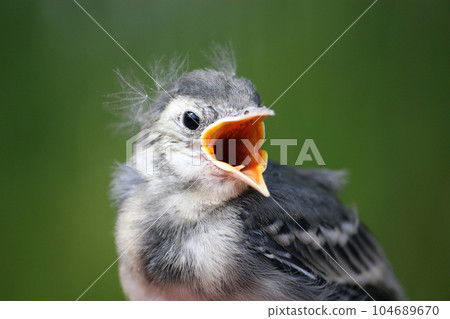 White wagtail young chick. Motacilla alba is a small passerine bird. White wagtail young chick. Motacilla alba is a small passerine bird. 104689670