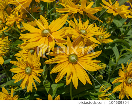 在晴天綻放的金光菊【Rudbeckia sambeckia Laura】 104689804