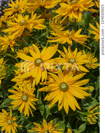 在晴天綻放的金光菊【Rudbeckia sambeckia Laura】 在晴天綻放的金光菊【Rudbeckia sambeckia Laura】 104689805
