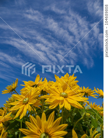 Summer Blue Sky and Rudbeckia [Rudbeckia Sambechia Laura] 104689808
