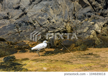 White egret walking among the rocks White egret walking among the rocks 104689818