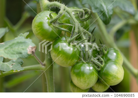 仍藍色迷你番茄 仍藍色迷你番茄 104690085