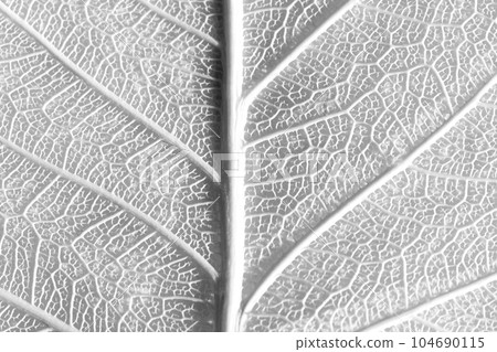 Skeleton of leaf fragments on a white paper. Skeleton of leaf fragments on a white paper. 104690115