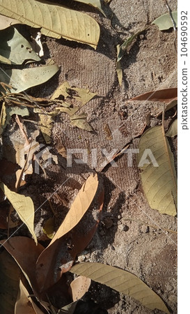 Dry leaves are placed in fertile soil Dry leaves are placed in fertile soil 104690592