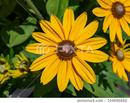 Rudbeckia blooming on a sunny day [Rudbeckia Sanbekia Victoria] 104690888
