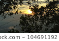 soft focus, beautiful sunset sun shining in a sunny summer conifer forest. Panoramic Forest, Panoramic View 104691192