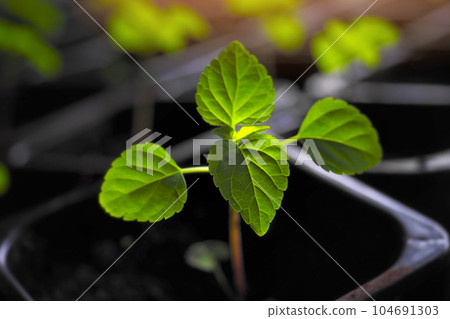 Tomato sprout in sun. Indoor seedlings in pots with soil. Preparation for planting plants in garden Tomato sprout in sun. Indoor seedlings in pots with soil. Preparation for planting plants in garden 104691303