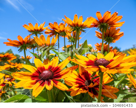 夏日藍天與金光菊 [Rudbeckia Sanbekia Sala] 104691433
