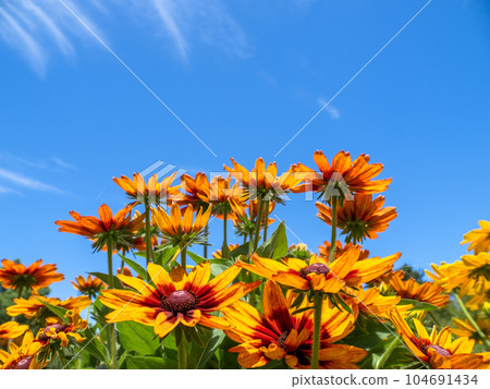 Summer Blue Sky and Rudbeckia [Rudbeckia Sanbekia Sala] 104691434