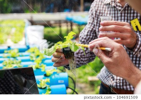 Smart agriculture technology concept - Farmer monitoring organic hydroponic red oak in plant nursery farm. Smart agriculture technology. 104691509