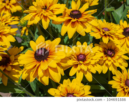 Rudbeckia blooming on a sunny day [Rudbeckia Sambechia Calla] 104691886