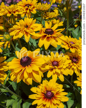 Rudbeckia blooming on a sunny day [Rudbeckia Sambechia Calla] 104691887