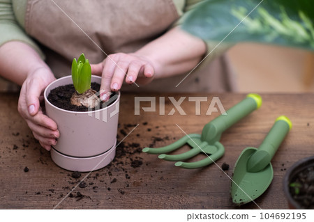close up home gardening and house plant care, flower pot with hyacinthus, gardening tools, and repotting techniques using a trowel and rake on wooden table  104692195