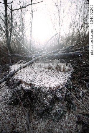 Deforestation for firewood for heating. Blackout. Preparation of brushwood for the winter, furnace firebox. Deforestation of beautiful pristine forest areas.fuel for heating. winter.Wood cutting Deforestation for firewood for heating. Blackout. Preparation of brushwood for the winter, furnace firebox. Deforestation of beautiful pristine forest areas.fuel for heating. winter.Wood cutting 104692262