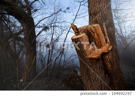 Deforestation for firewood for heating. Blackout. Preparation of brushwood for the winter, furnace firebox. Deforestation of beautiful pristine forest areas.fuel for heating. winter.Wood cutting 104692297