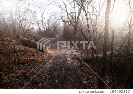 Deforestation for firewood for heating. Blackout. Preparation of brushwood for the winter, furnace firebox. Deforestation of beautiful pristine forest areas.fuel for heating. winter.Wood cutting Deforestation for firewood for heating. Blackout. Preparation of brushwood for the winter, furnace firebox. Deforestation of beautiful pristine forest areas.fuel for heating. winter.Wood cutting 104692317