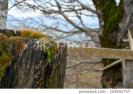 Rotten fallen tree covered in green moss 104692747