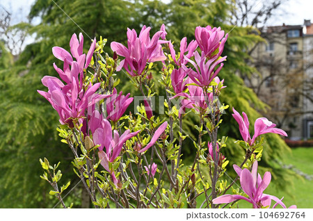 Bushes of blooming Magnolia liliiflora, also known as lily magnolia or purple magnolia in the city park in overcast weather Bushes of blooming Magnolia liliiflora, also known as lily magnolia or purple magnolia in the city park in overcast weather 104692764