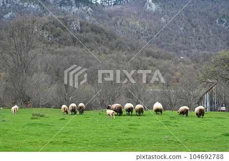 A herd of sheep grazing on a beautiful mountain meadow. A herd of sheep grazing on a beautiful mountain meadow. 104692788