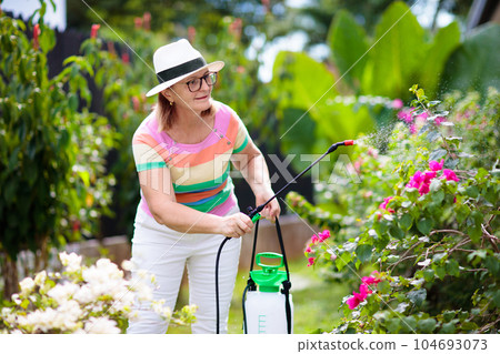 Senior woman gardening. Garden plants, flowers. Senior woman gardening. Garden plants, flowers. 104693073