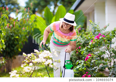 Senior woman gardening. Garden plants, flowers. 104693074