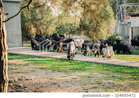 Flock group herd of sheeps and goats grazing eating grass in the city park 104693472