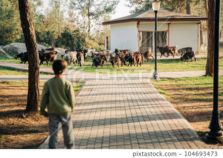 A back portrait of a little farmer boy child looking after a herd of sheep while the flock is grazing on a meadow grass in the forest park. Shepherd kid herding a group of goats on the farm lawn 104693473