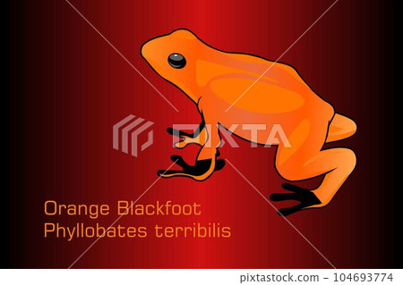Orange blackfoot frog 104693774